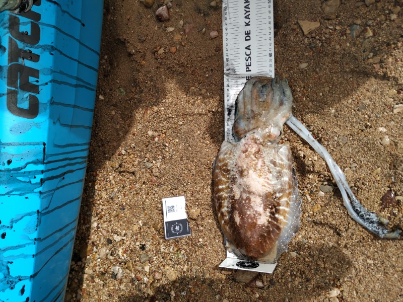 Fish Measure Picture